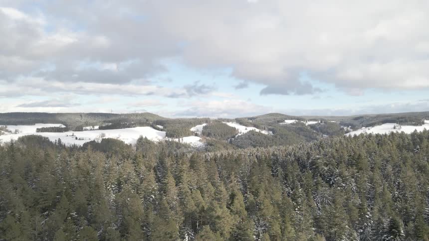 Forest view from above in a snowy area