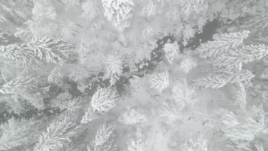 A birds eye view of snow covered trees in a forest
