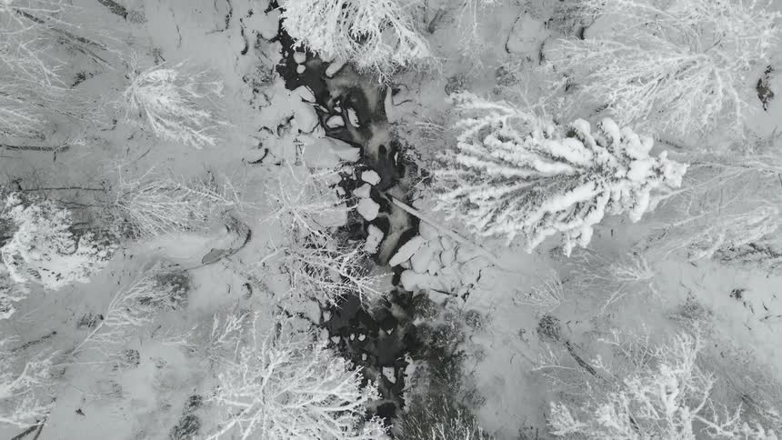Aerial view of trees in winter is displayed