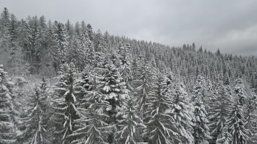 A forest with trees covered in snow and ice with the sky and clouds in the background