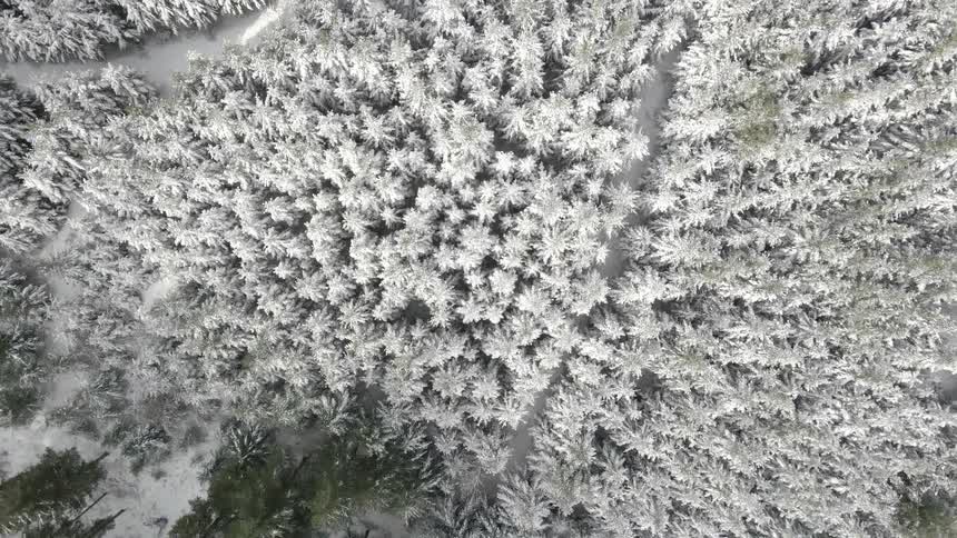 Top down aerial view of the snow covered pine trees in the forest