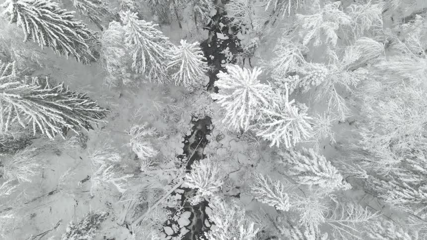 Aerial view of a small creek running through the snow covered pine trees in a forest