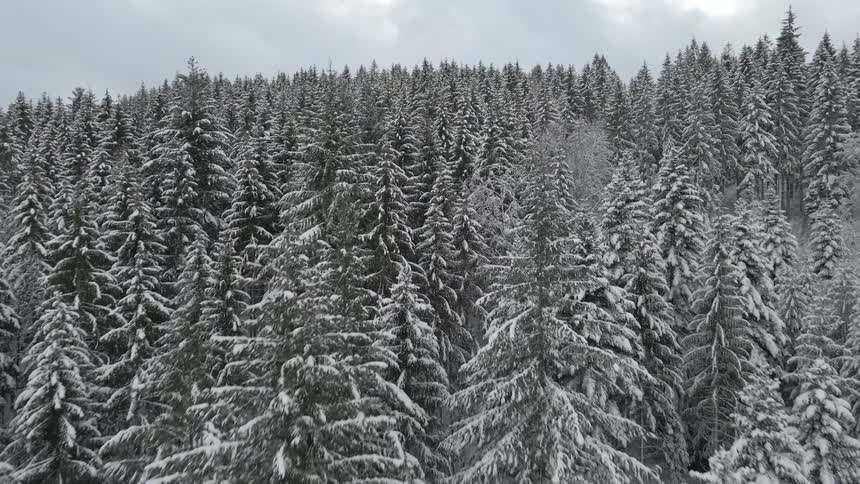 Aerial view of a forest in winter is displayed