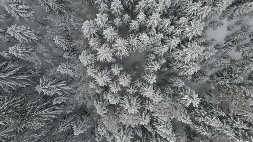 Aerial twisting view of the snow covered pine trees in the forest at day time