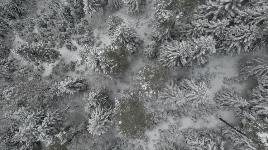 Aerial view of the snow covered pine trees in a forest