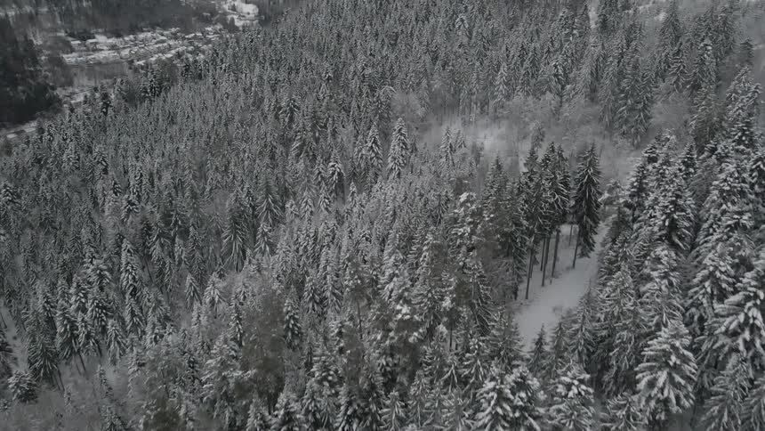 Aerial view of snow covered pine trees in the forest on the mountains
