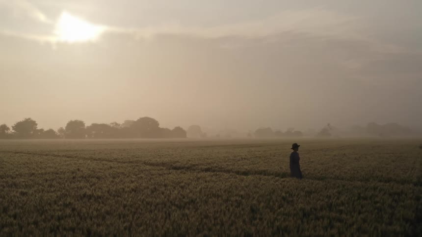 Woman wearing hat and dress walks through field of crops with the sun shining through the clouds