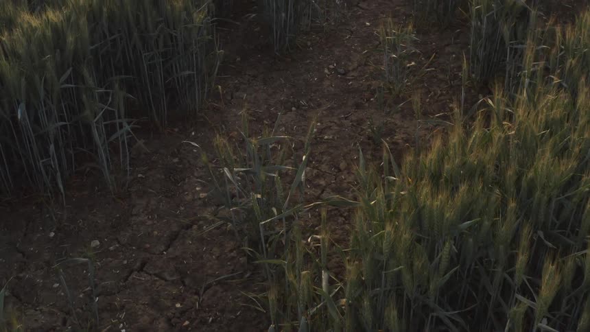 Grass plants in a field of dirt