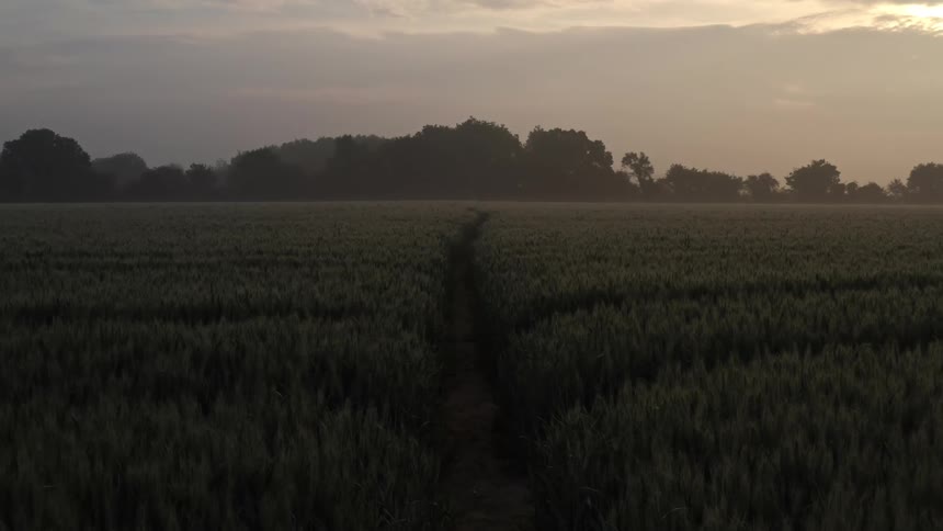 Dirt road through the tall grass on a field near the forest at sunset
