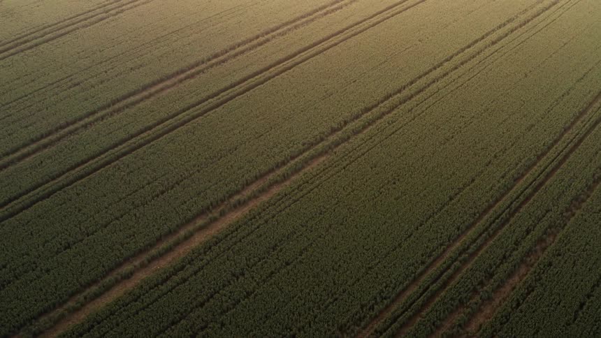 Farmland field with rows of crops