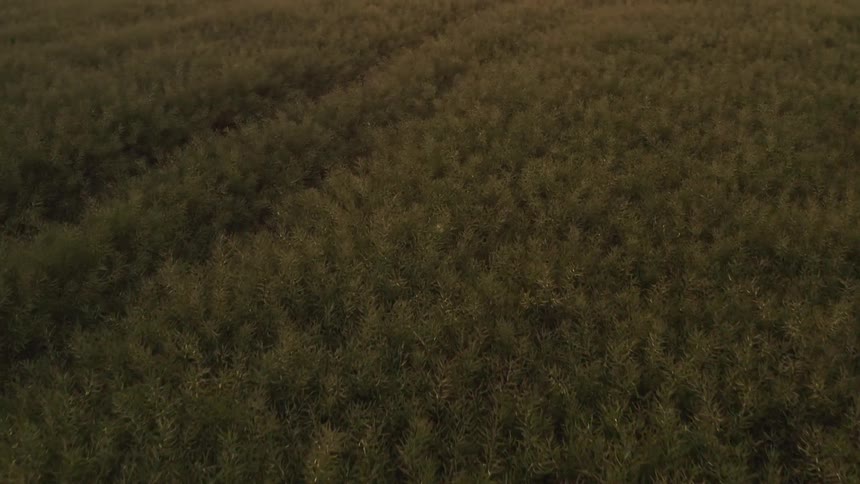 Aerial view of a field with tall plants
