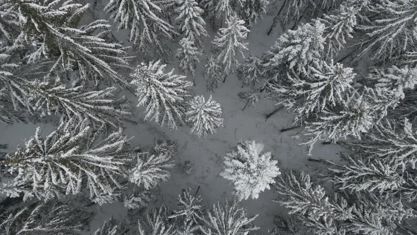 Aerial view of trees in winter is displayed