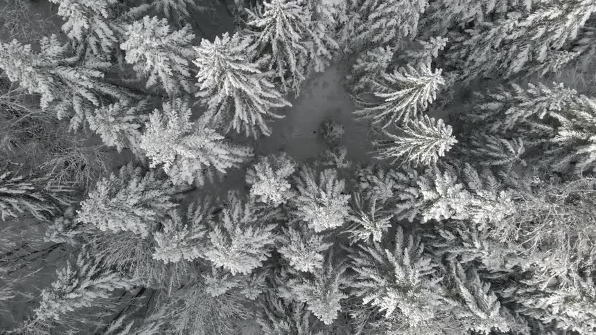 Birds eye view of snow covered trees in a forest
