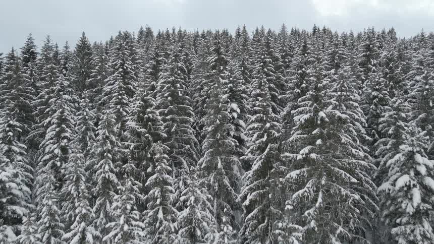 Aerial view of snow covered evergreens in a forest