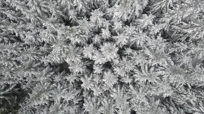 A birds eye view of trees covered in snow in a forest