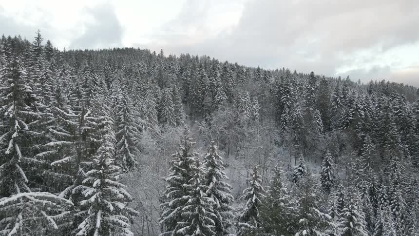 Snow covered forest trees on a cloudy winter day