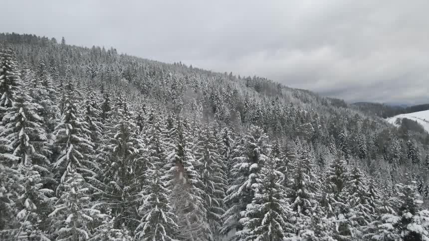 Snow crusted conifer forest stands on mountain slope under overcast sky
