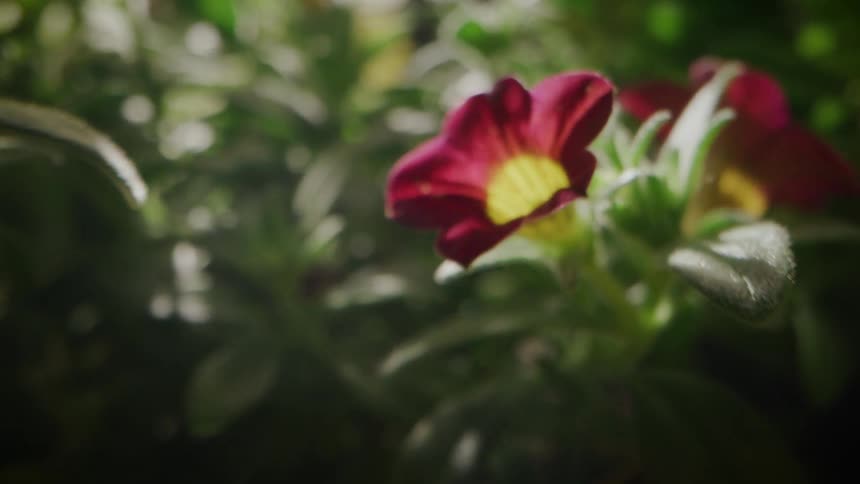 Camera focuses on a dark red flower