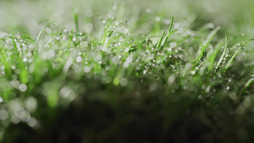 Water droplets and moisture on grass