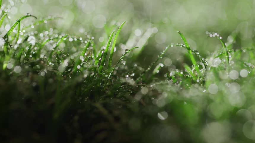 Grass covered in water droplets as rain falls