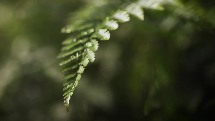 A close up of a fern with dew dropping on it