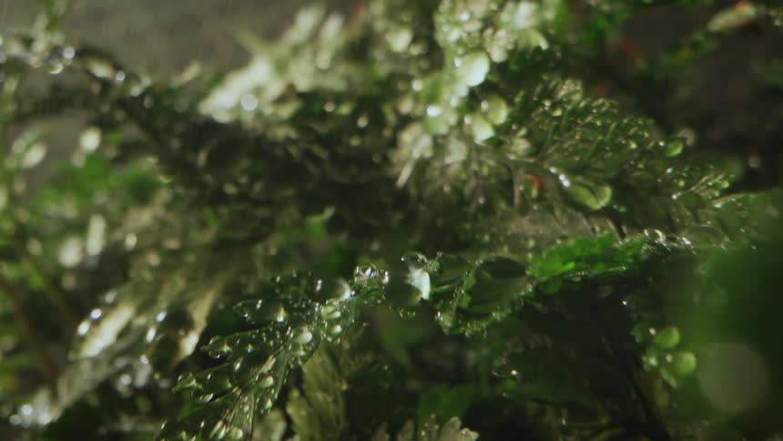 Water droplets on plants in the rain