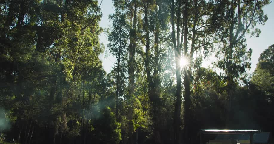 Sun shining through trees on a clear day