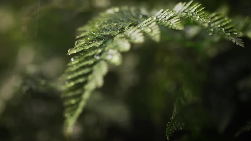Rain drops fall on a lush green fern leaf
