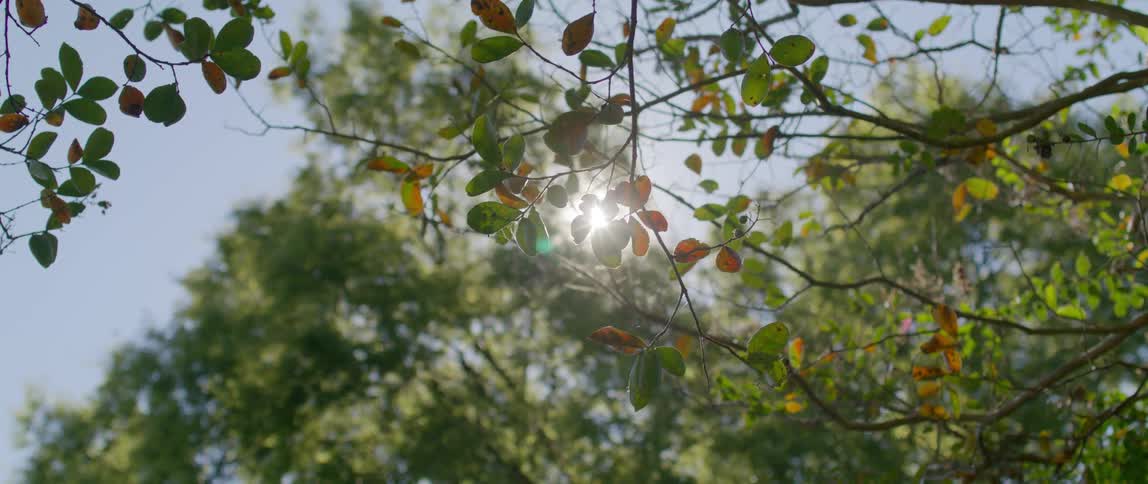 Sunlight filtering through the canopy of the trees in a forest