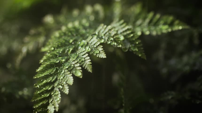 Rain falling onto plants outside during the daylight