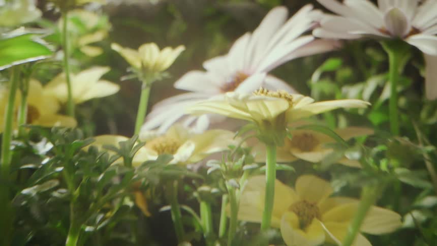 A variety of different flowers ending with daisies