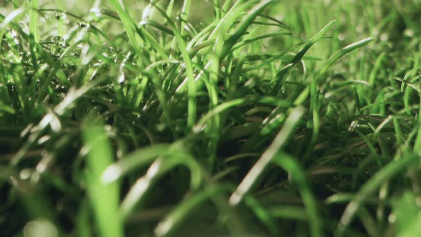 Light shinning on tall blades of grass with darkness in the background