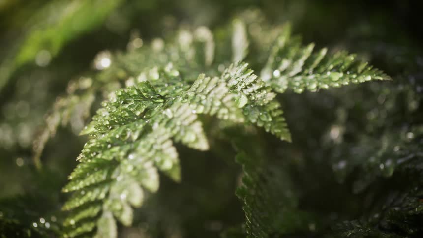 Water droplets on fern leaves