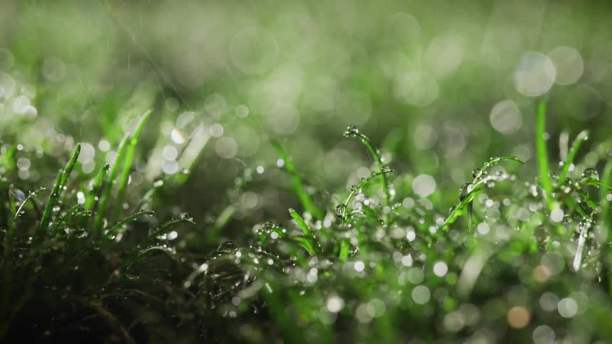 Its raining in a field of grass