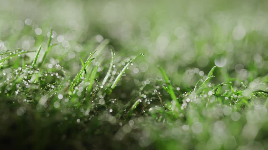 Close up of grass covered in dew water droplets