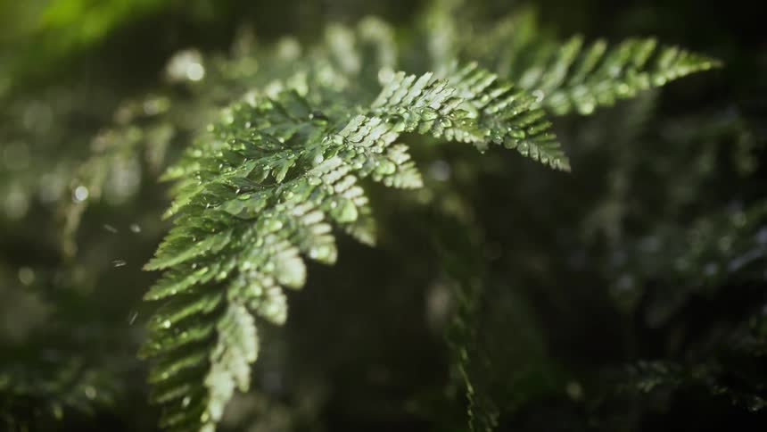 Raindrops falling over the green leafs of a fern in the forest