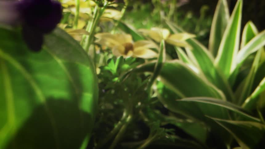 Plants with leaves and flowers