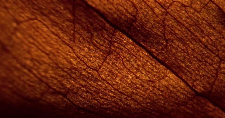 Extreme close up of a rugged cracked brown surface