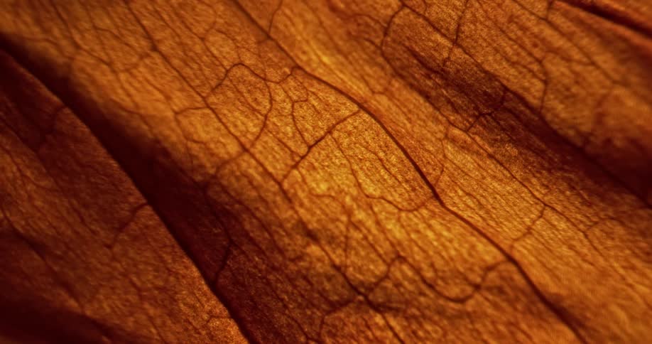Cracks run through the bark