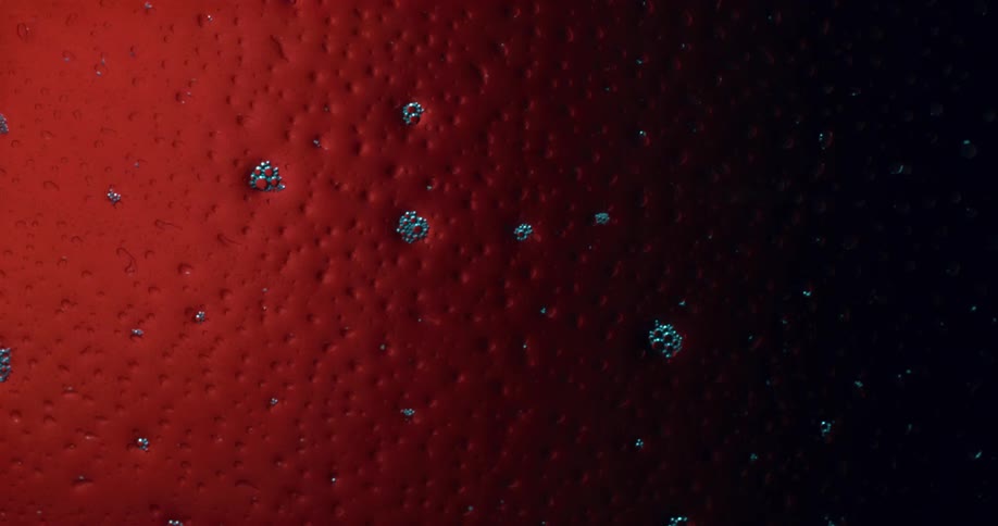 A zoomed in view of a red porous surface covered in a liquid
