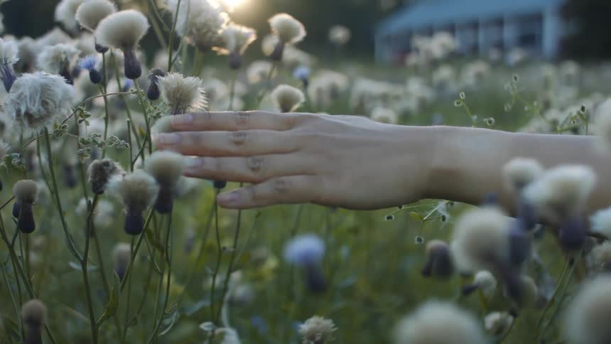Hand passing over flowers in a meadow