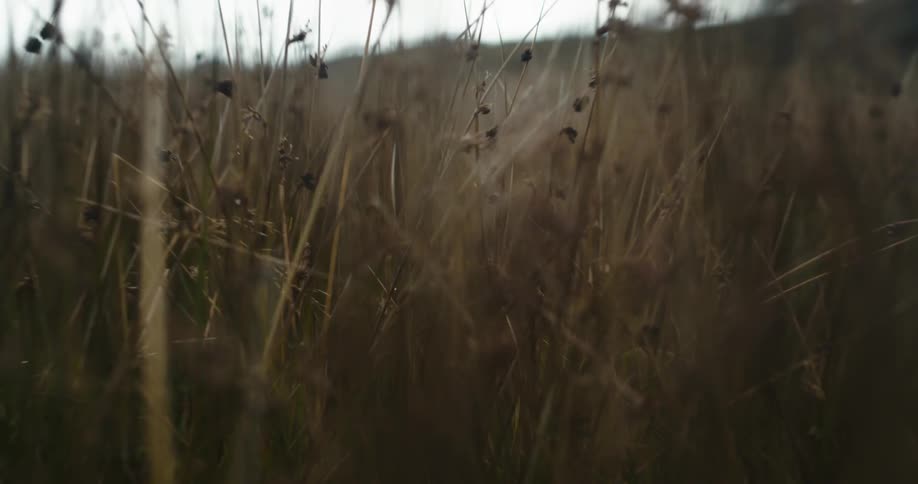 Brown weeds and grass close up in open field
