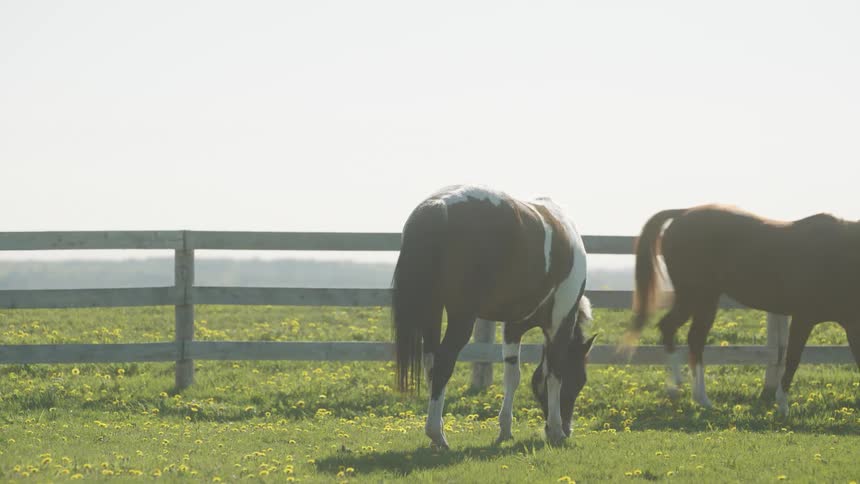 Horses running on a field with a fence the sky and clouds in the background