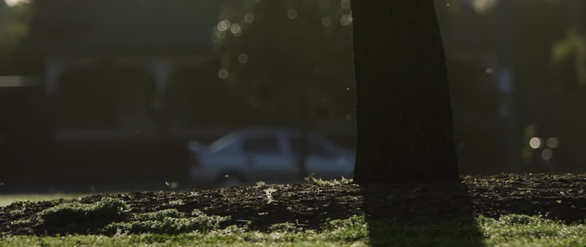 Cars driving by along a building and trees