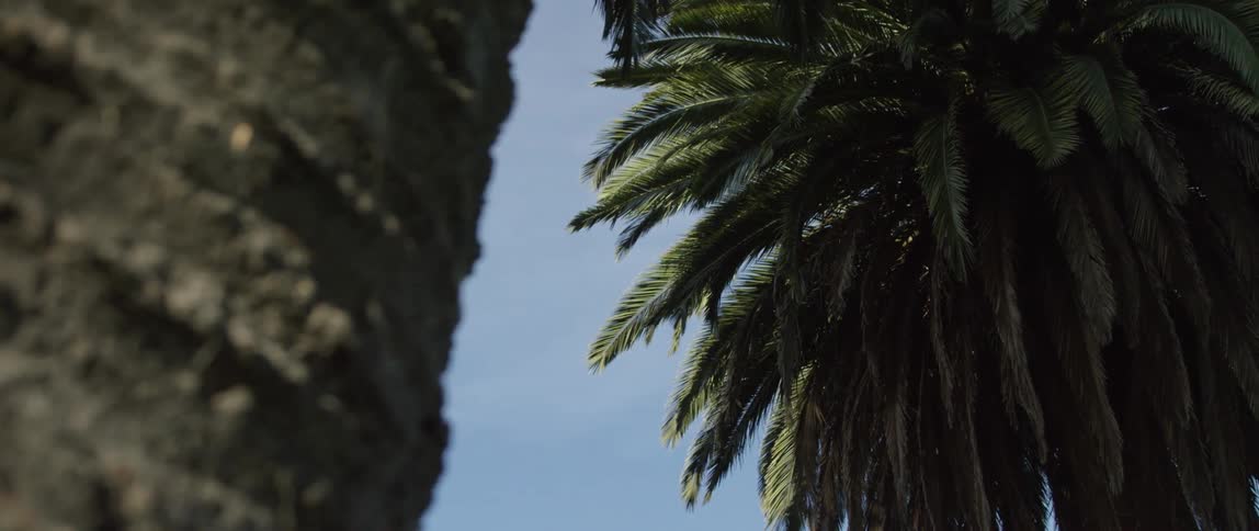 A palm tree under a blue sky