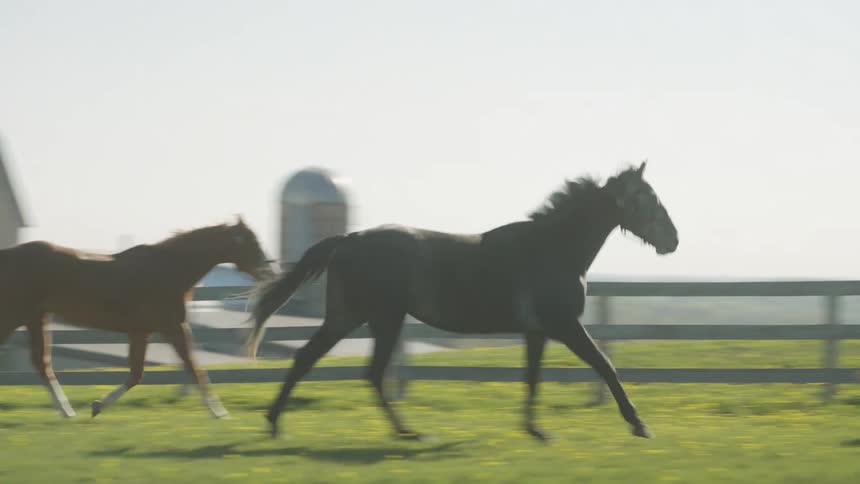 Horses galloping over the green grass on a corral in a ranch at daytime