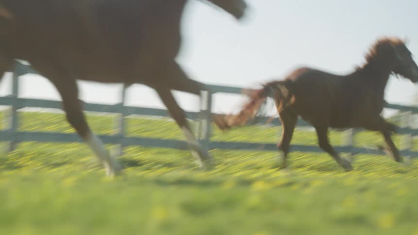 Three horses galloping in a pasture on a farm