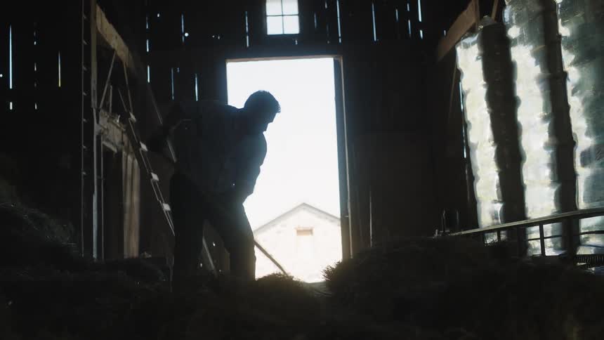 A man standing in a barn rests while gazing out the doorway for a moment before beginning to rake hay