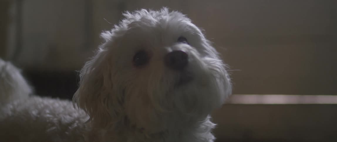 A puppy in a room standing on the floor looking around