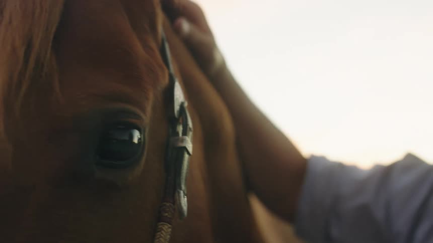 A large brown horse sits calmly as a woman pets and scratches its head